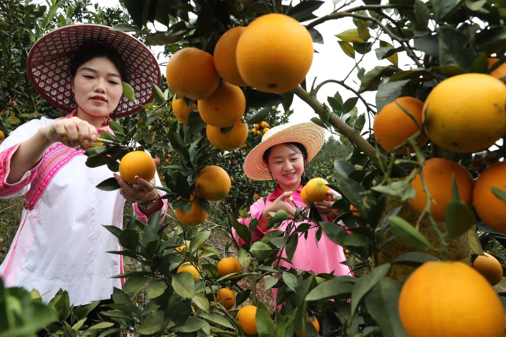贵州榕江：脐橙喜获丰收