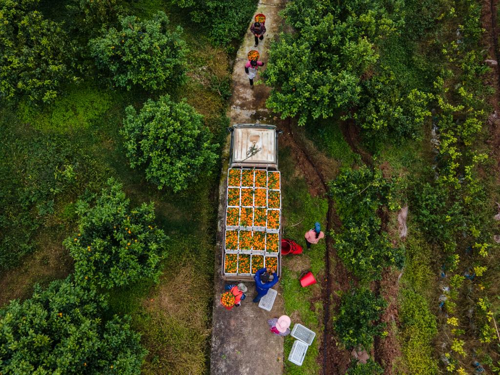 重庆开州：柑橘产业助力强村富民