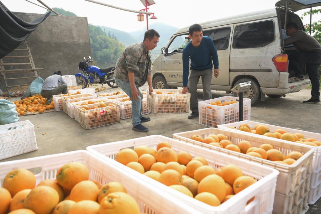 福建古田：特色水果产业助力乡村振兴