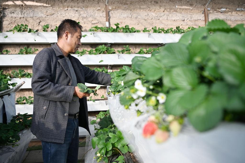银川：草莓产业助农增收
