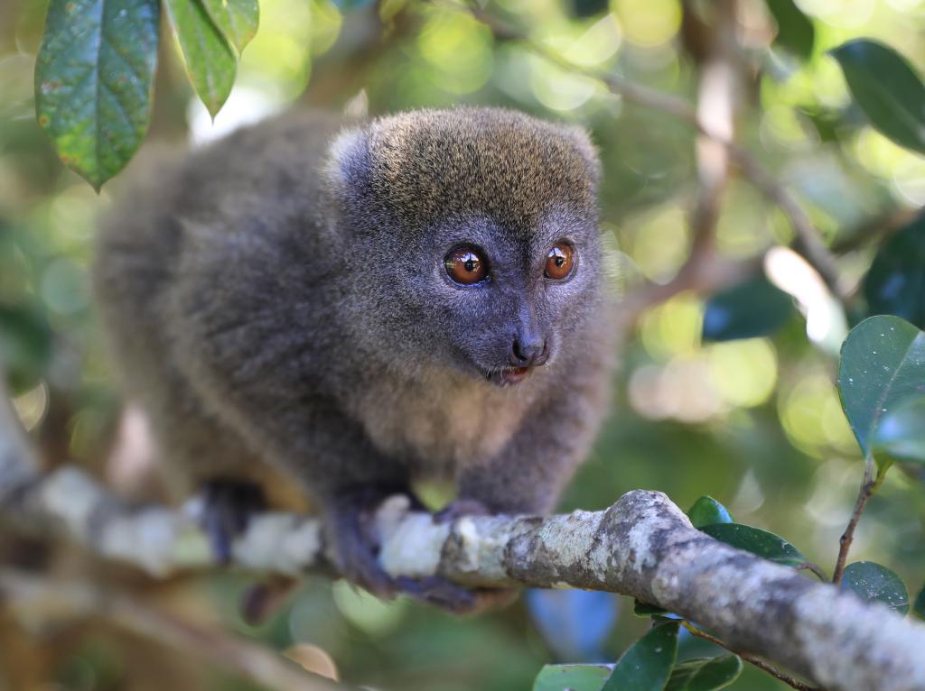 马达加斯加的生物多样性——狐猴