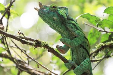 马达加斯加的生物多样性——变色龙