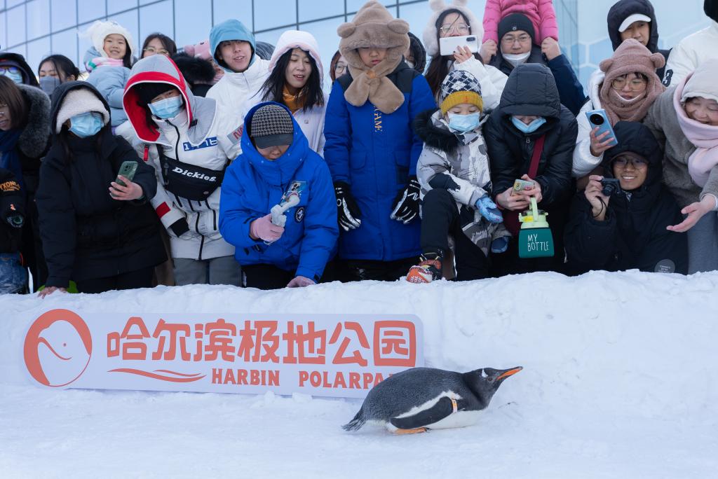“冰城”哈爾濱：企鵝冰雪巡遊引遊客