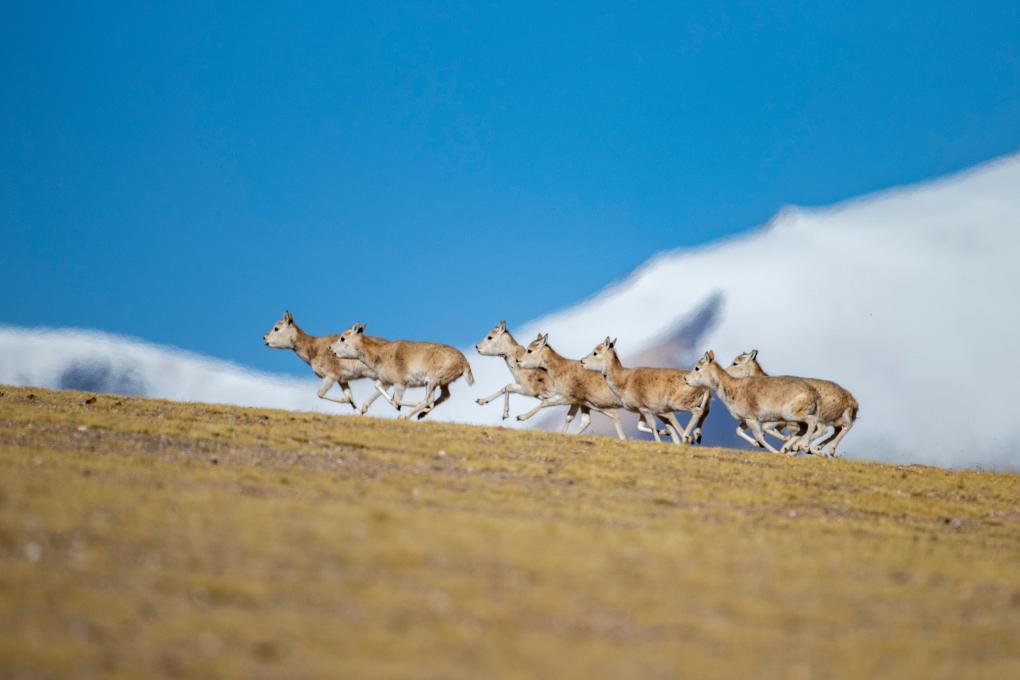 新华全媒+丨羌塘国家级自然保护区藏羚羊进入交配高峰期