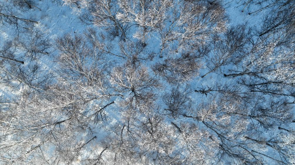 美麗中國丨林海雪原 美如畫卷