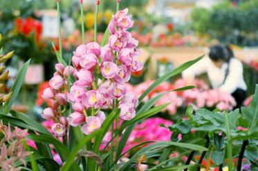 加强花卉管护 保障市场供应