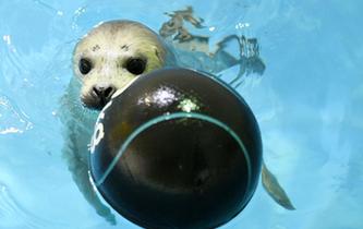 哈爾濱極地館：海豹寶寶水中“秀萌”