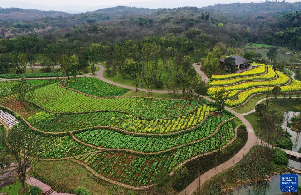 重庆广阳岛就这样回归自然