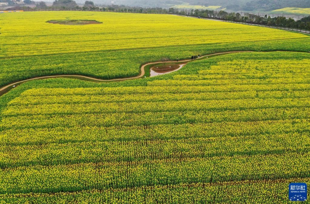 重庆广阳岛就这样回归自然