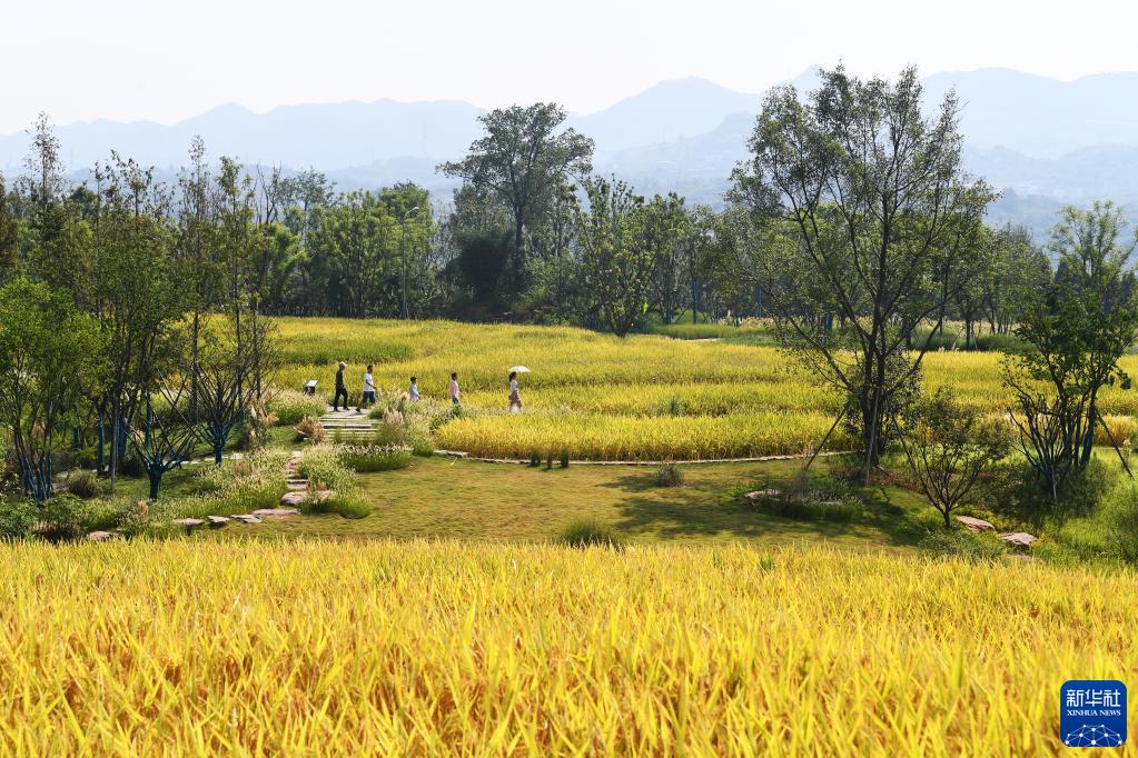 重庆广阳岛就这样回归自然