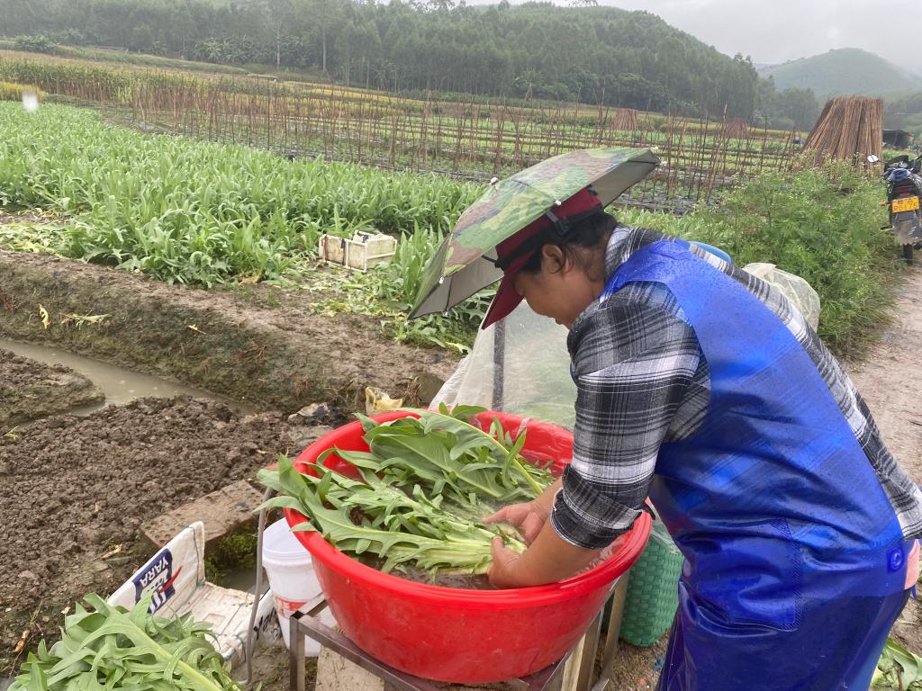 我国“南菜园”广西走访见闻:蔬菜价格走高 加紧生产保供