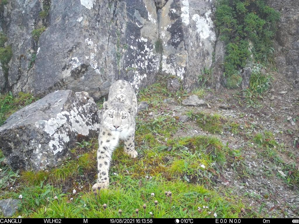 关闭矿山、禁止非法狩猎……大熊猫保护惠及保护区内其他野生动植物