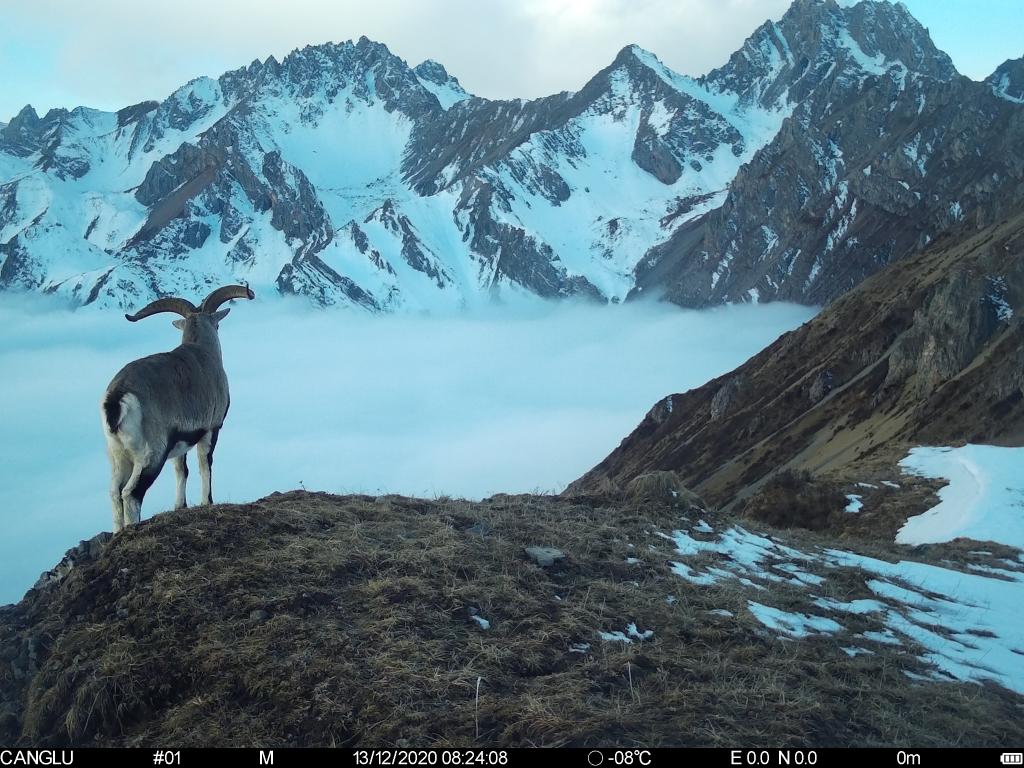 关闭矿山、禁止非法狩猎……大熊猫保护惠及保护区内其他野生动植物