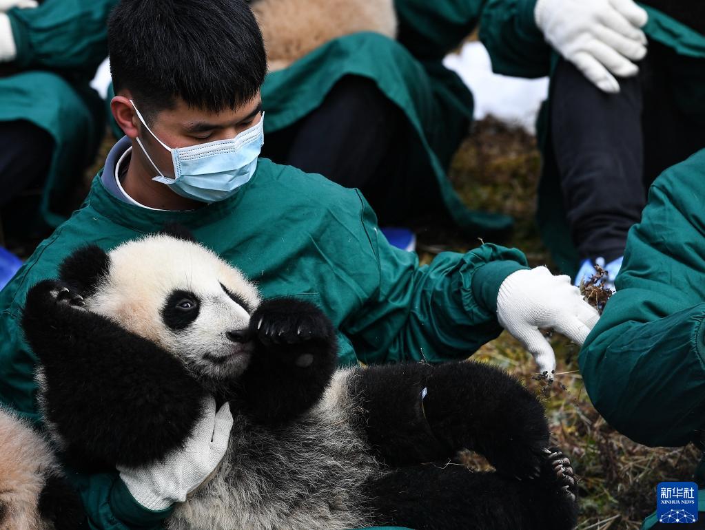 中国大熊猫保护研究中心：20只熊猫宝宝集体亮相贺新春-新华网