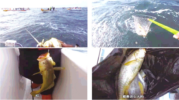 保护好越冬亲鱼 东海野生大黄鱼刚有所恢复 