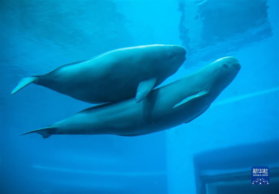 （新华全媒头条·图文互动）（2）生态美、产业兴、文化昌——长江经济带生态优先、绿色发展见闻