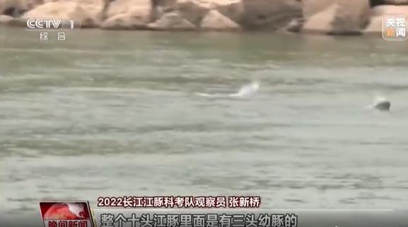 2022年长江江豚科考第二天 首批发现的江豚群中有“小