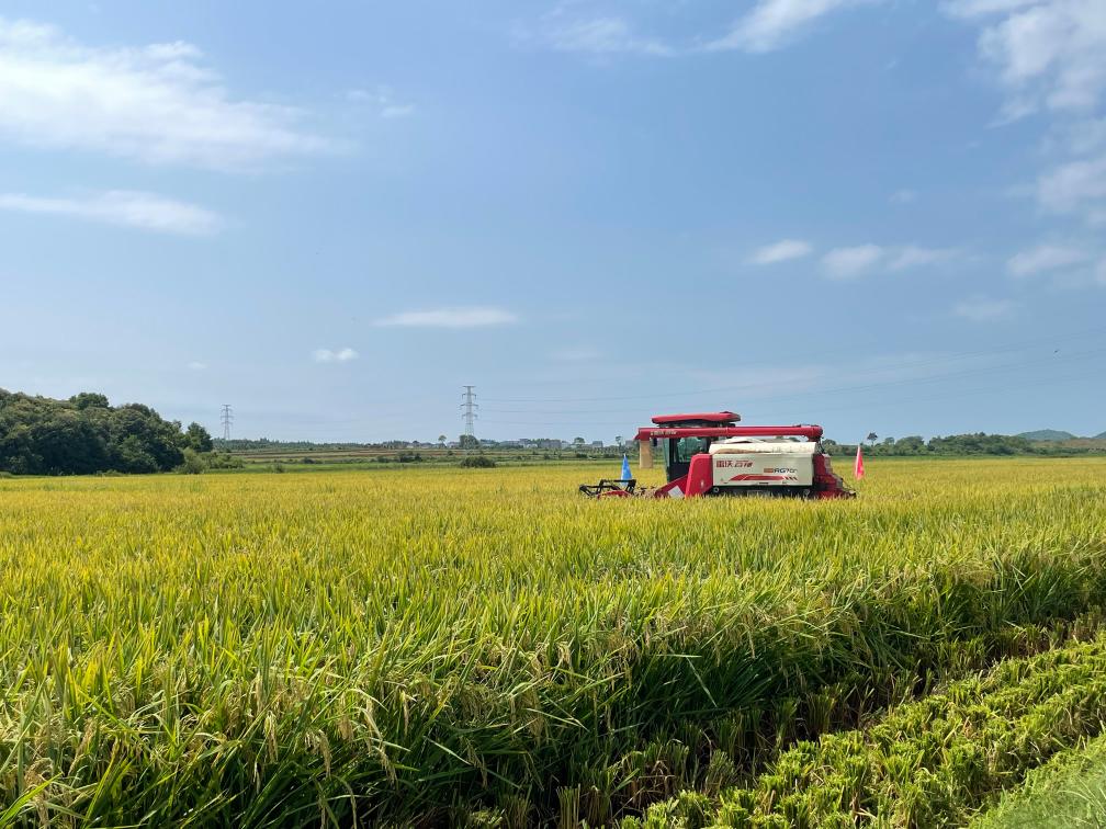 江西再生稻测产检验 亩产超900公斤