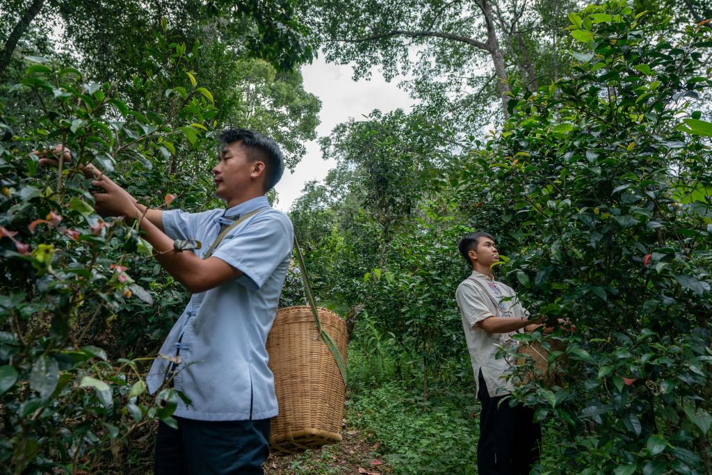 守护全人类共同的珍宝——世界遗产可持续发展的中国实践