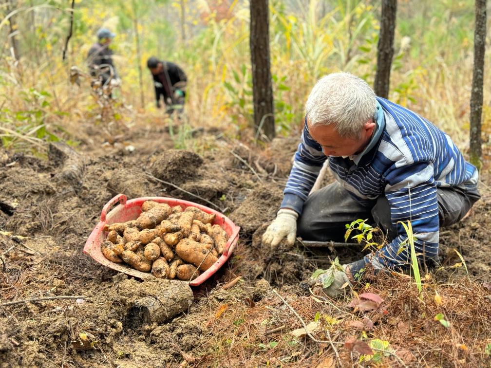 重庆城口：林下中药材工业助农增收