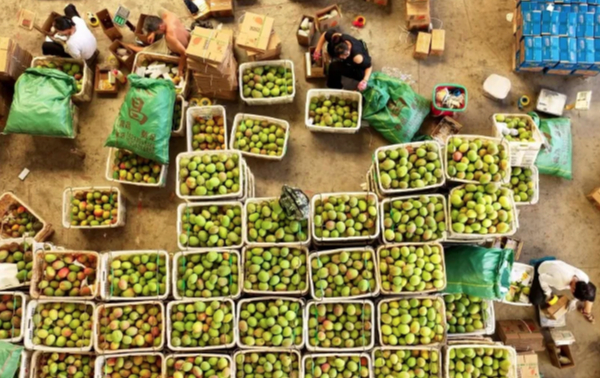 县·观察｜云南华坪：“黑色煤城”蝶变为“绿色芒乡”