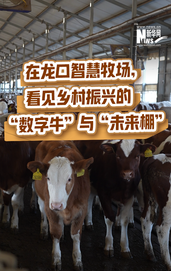 在龙口智慧牧场，看见乡村振兴的“数字牛”与“未来棚”