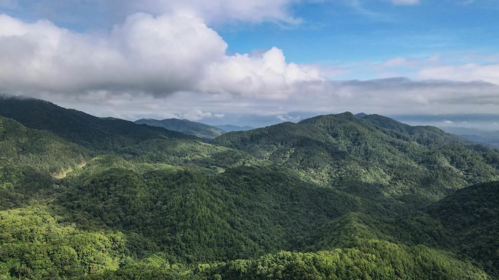 习近平时间丨大美雨林构筑“诗意栖息地”