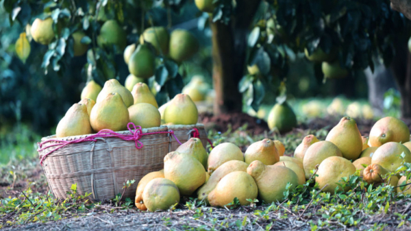 时政镜距离丨一颗柚子里的农业现代化