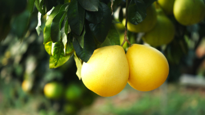 第1视点丨乡村振兴路 金柚正飘香