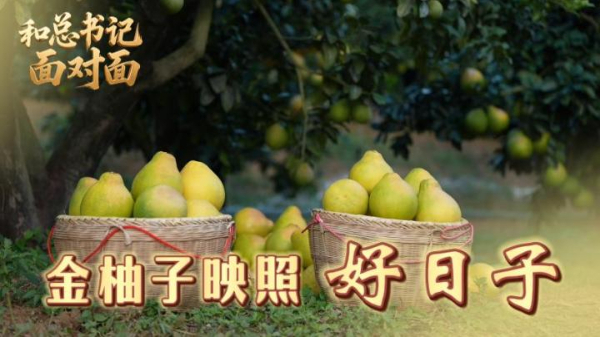 和总书记面对面丨金柚子映照好日子