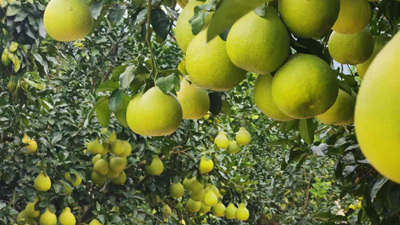 和总书记面对面丨我们的生活像金柚一样甜美