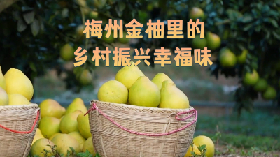 梅州金柚里的乡村振兴幸福味