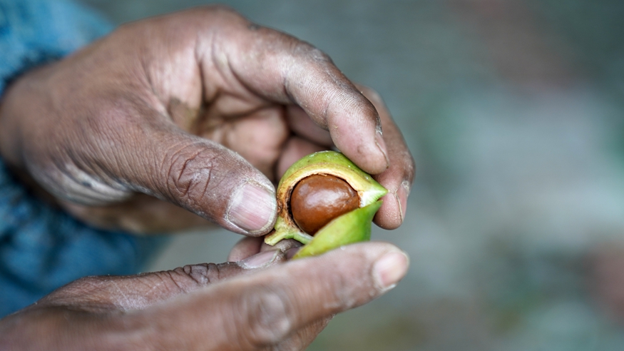 坚持耕耘得硕果——云南坚果产业发展观察