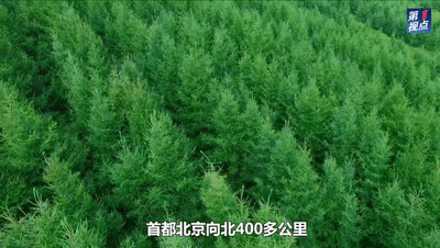 第1视点丨总书记牵挂的塞罕坝 这种精神代代相传