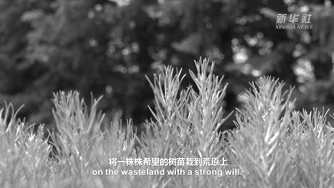 习近平时间丨塞罕坝书写绿色传奇