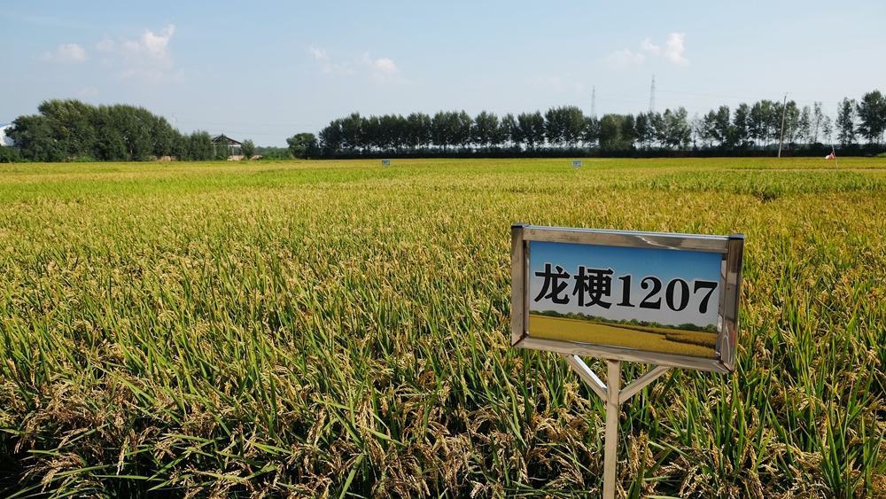 潮头观澜丨“数”说东北振兴5年间