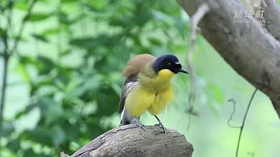 乡村振兴新图景 鸟声啼鸣村涧中