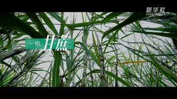 跟着总书记的考察足迹丨甜美！来看这里的甘蔗产业链