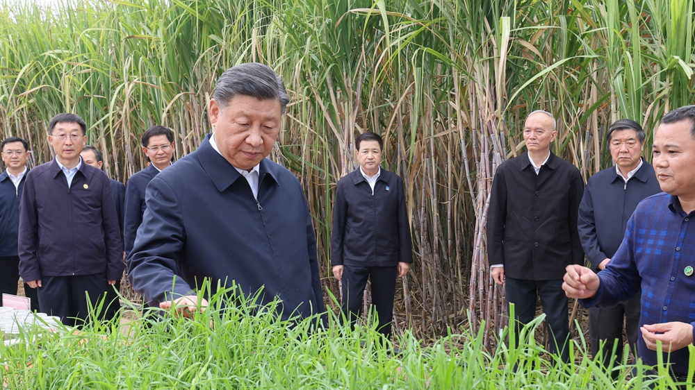 第1视点丨让甘蔗的&ldquo;两头&rdquo;更甜更长久