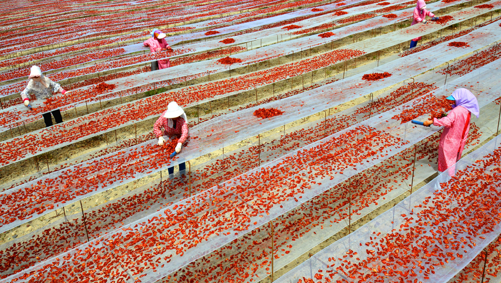 新疆兵团：提高番茄附加值 迎来出口开门红