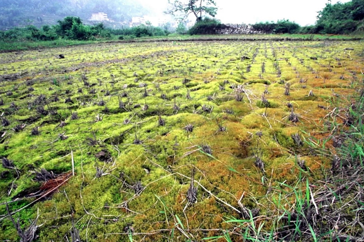 水土污染如何治？农工党多项调研寻找答案