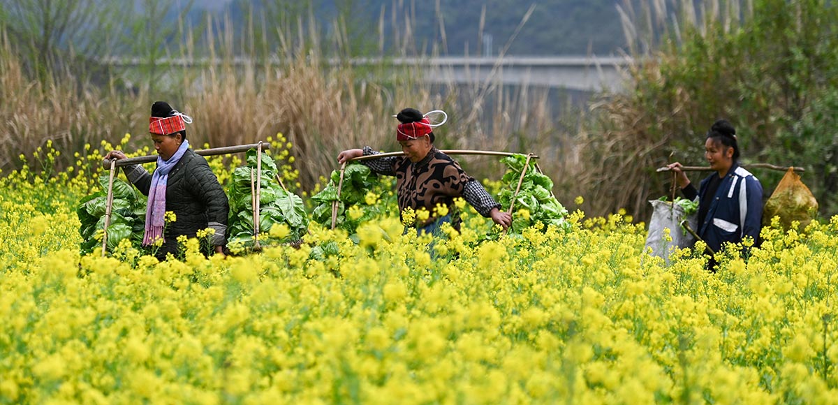 六名苗乡妇女的增收梦