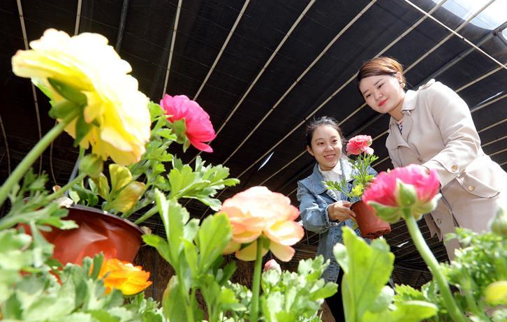 “盆栽经济”拓宽致富路