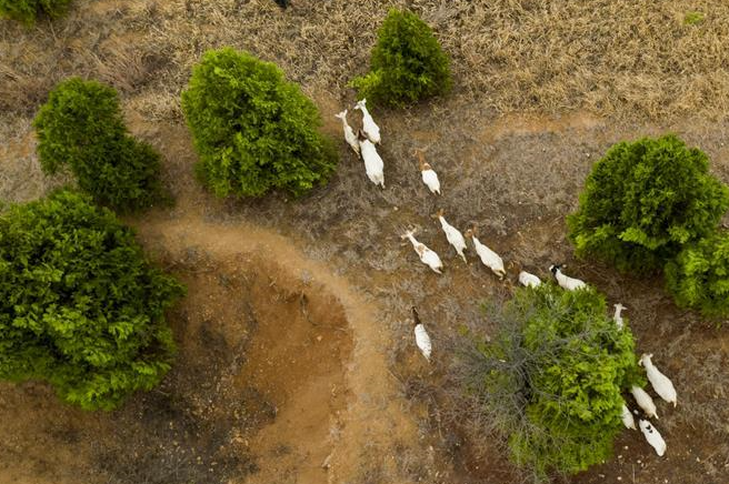 羊倌脱贫在路上