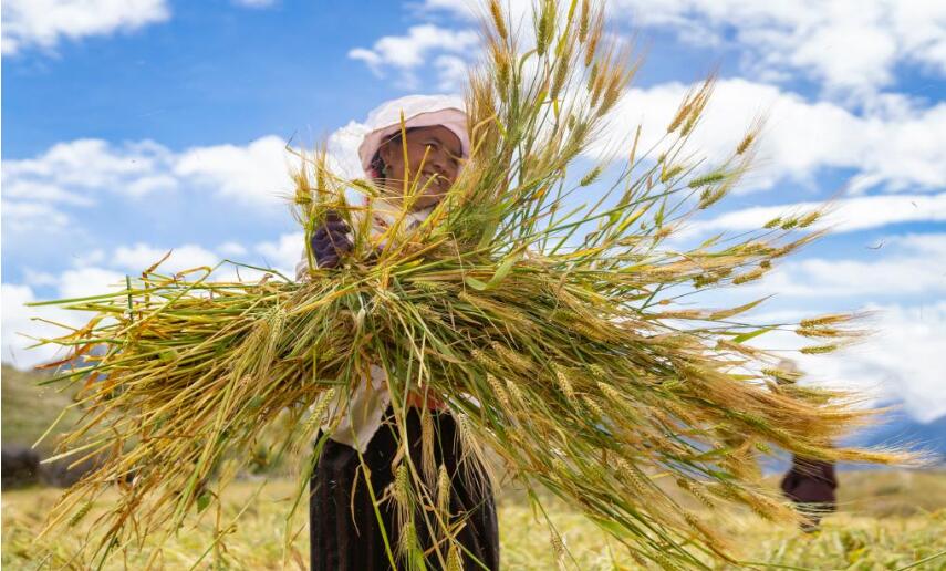 &ldquo;金色&rdquo;果实