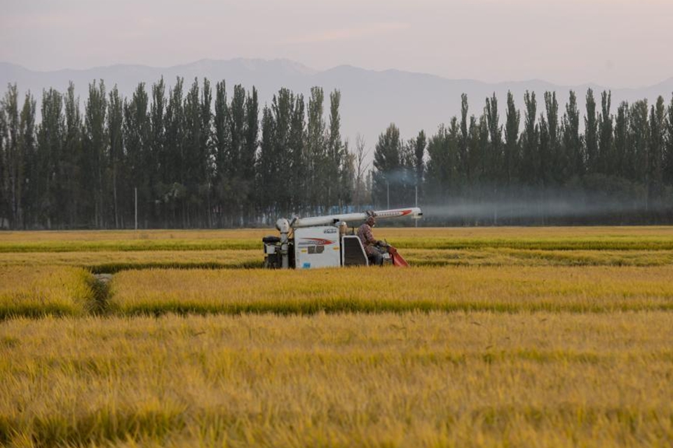 新疆可克达拉：稻谷黄、收割忙