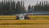 新疆可克达拉：稻谷黄、收割忙