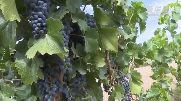 在荒漠戈壁上酿出一杯好葡萄酒