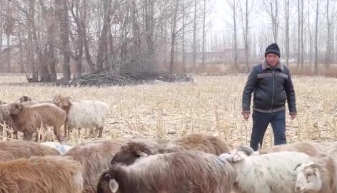 新疆：给边远农牧民送电一个都不会少