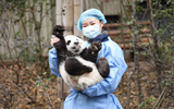 新春“打卡”大熊猫